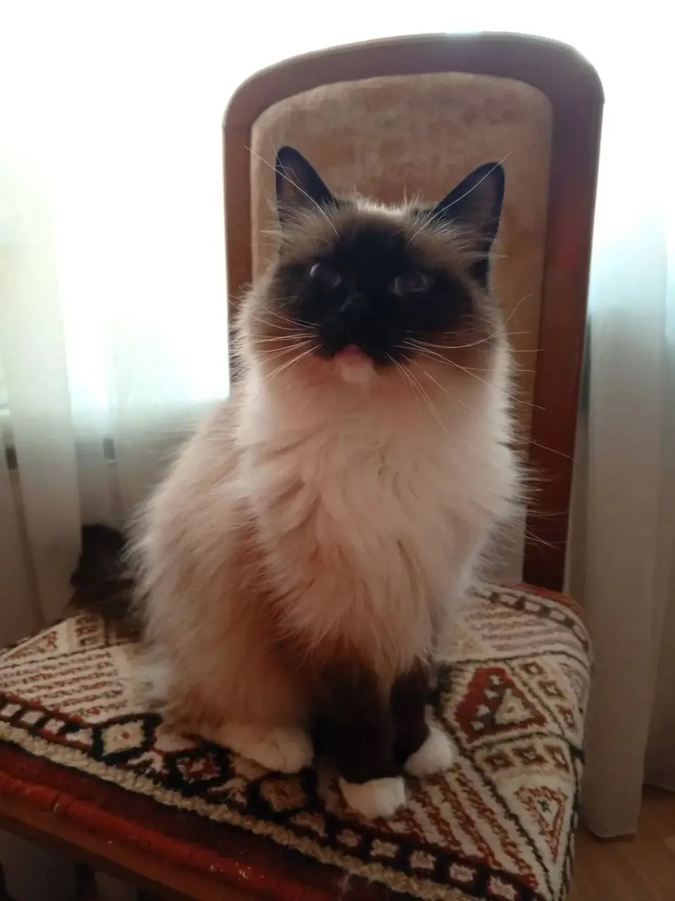 🐾 Роскошная кошечка породы регдол от всей души желает подписчикам волшебного понедельн...
