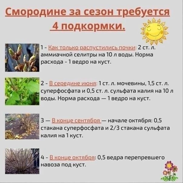 Подкормки для смородины