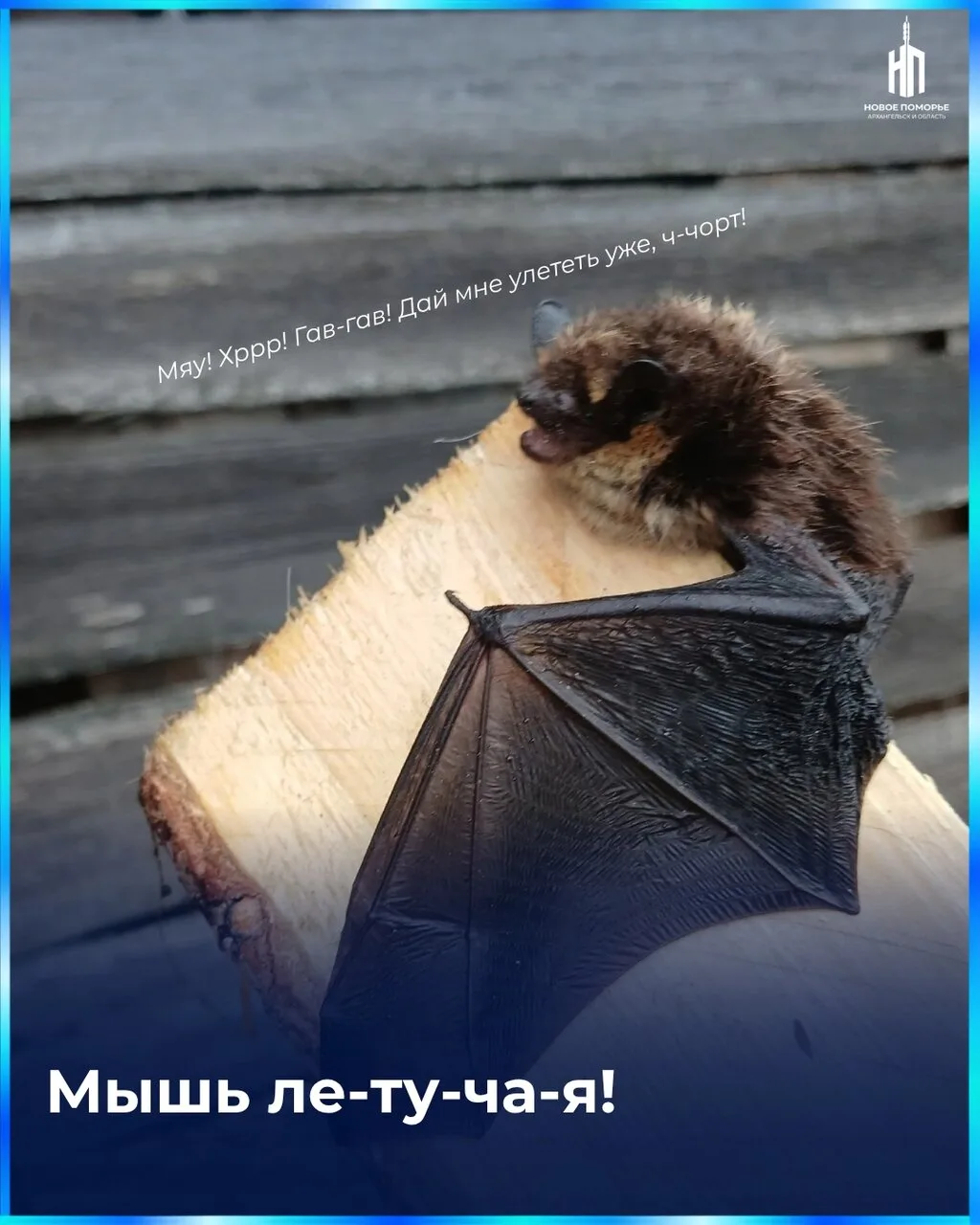 🥰 Кровососущего твареныша заметили в Пинежском округе!