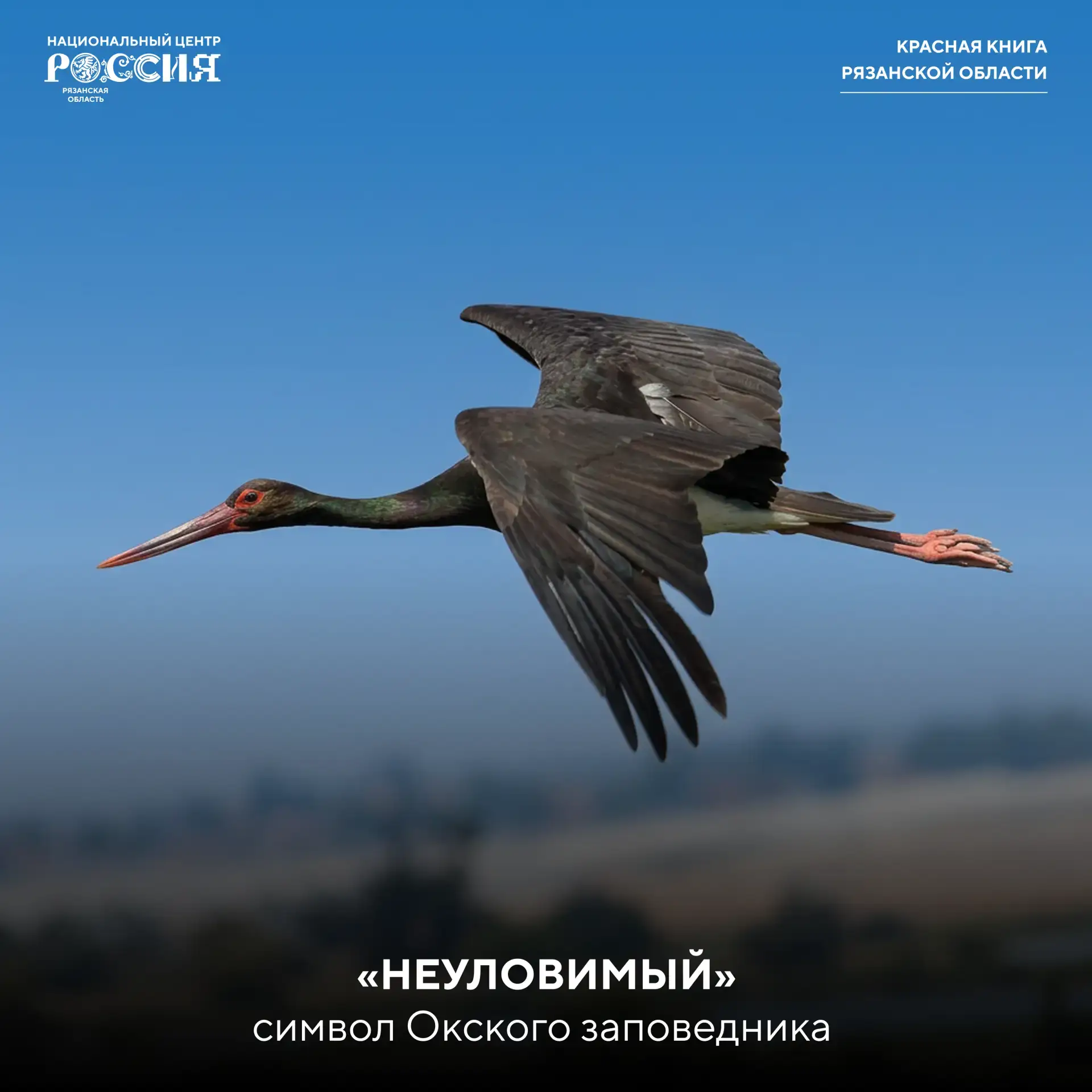 «Невидимый» хранитель рязанской заповедной земли

Символом Окского заповедника с самого основания ст
