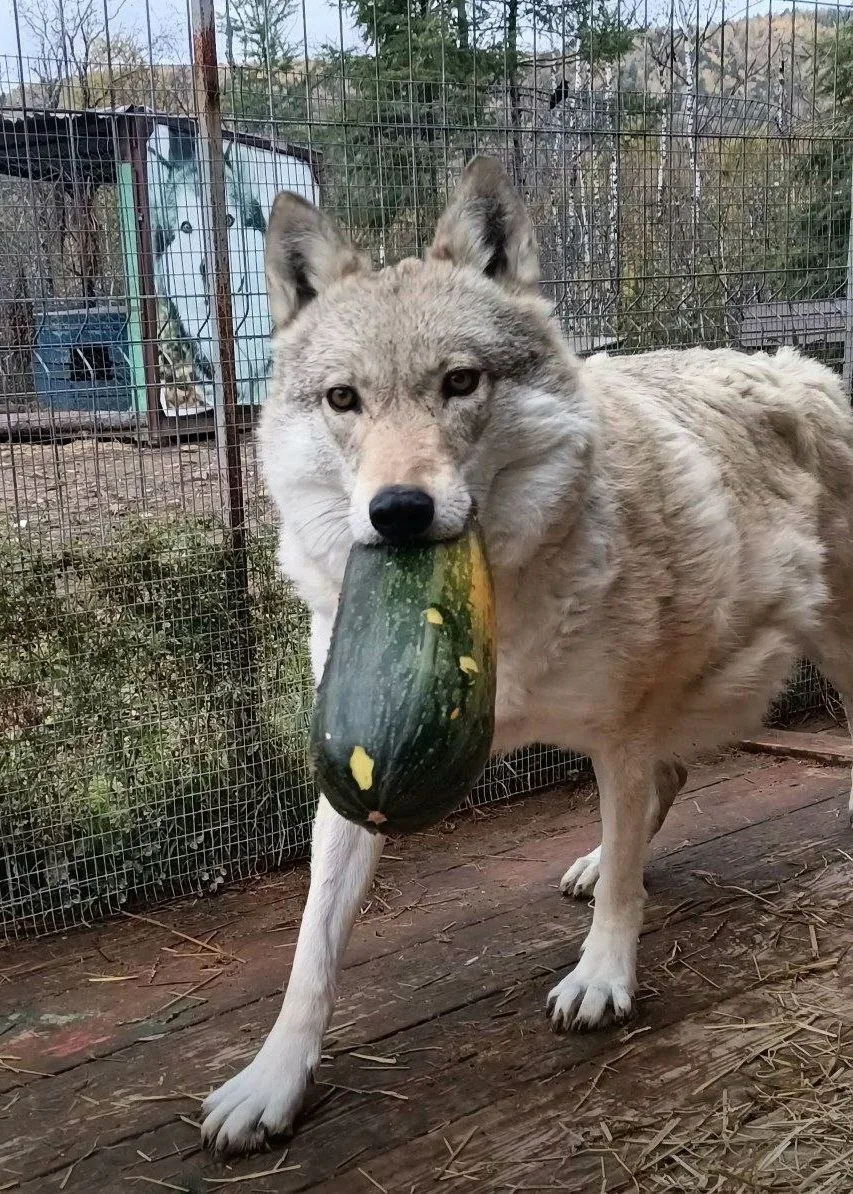 На всякий случай волчица Дашка решила запастись кабачками впрок😅😉
