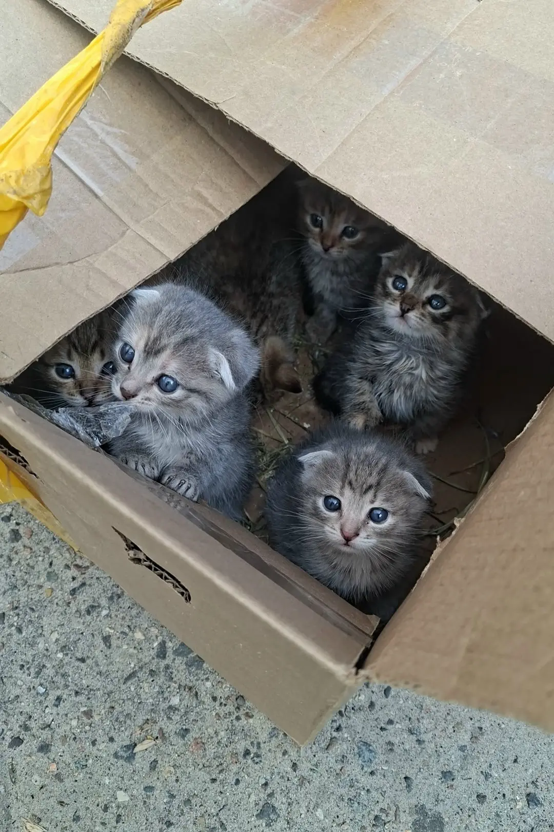 У супермаркета Верный на ул Кузьмина стоит коробка с котятами . Может кто захочет взять...