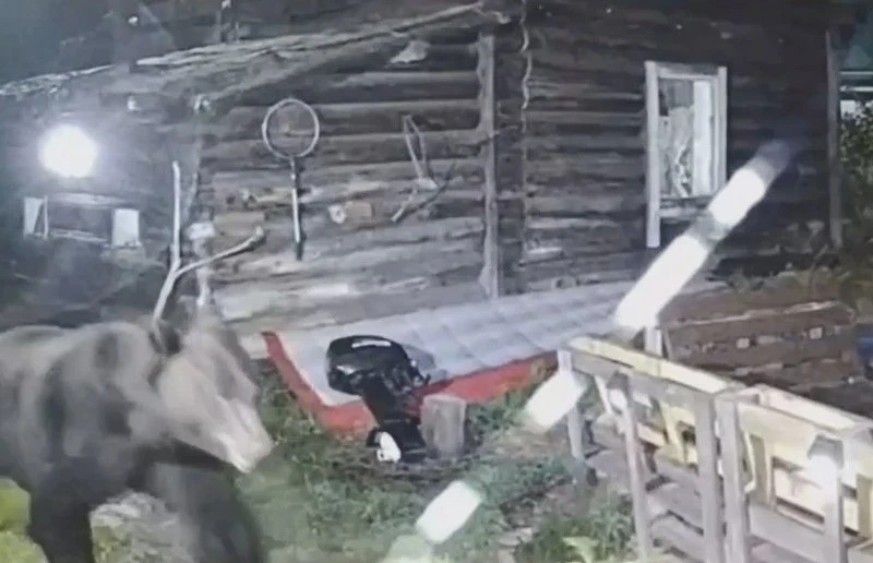 🐻 Медведь вышел к жилому дому в Бурятии