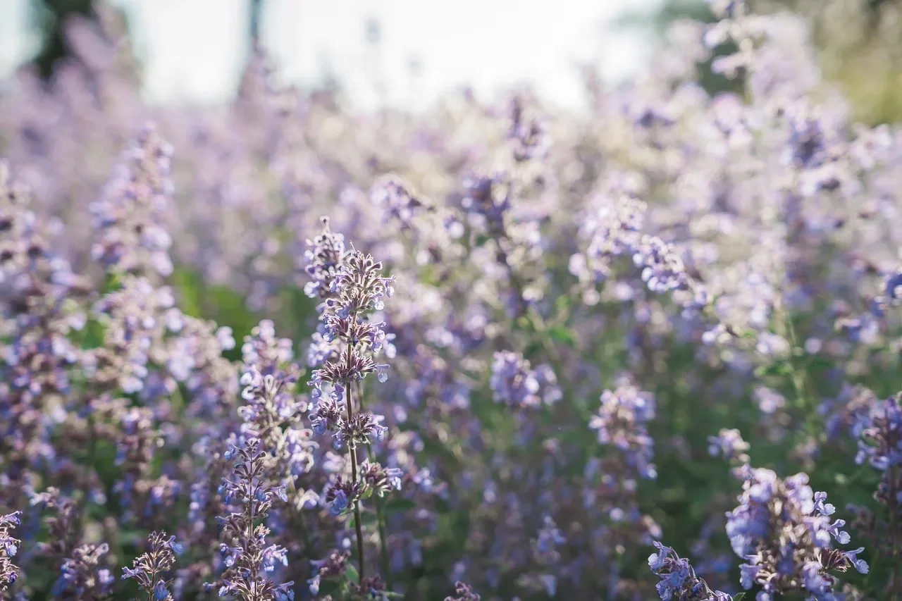 Парк - галерея под открытым небом без стен и рамок, где каждый сезон - новая выставка. Зима - монохр