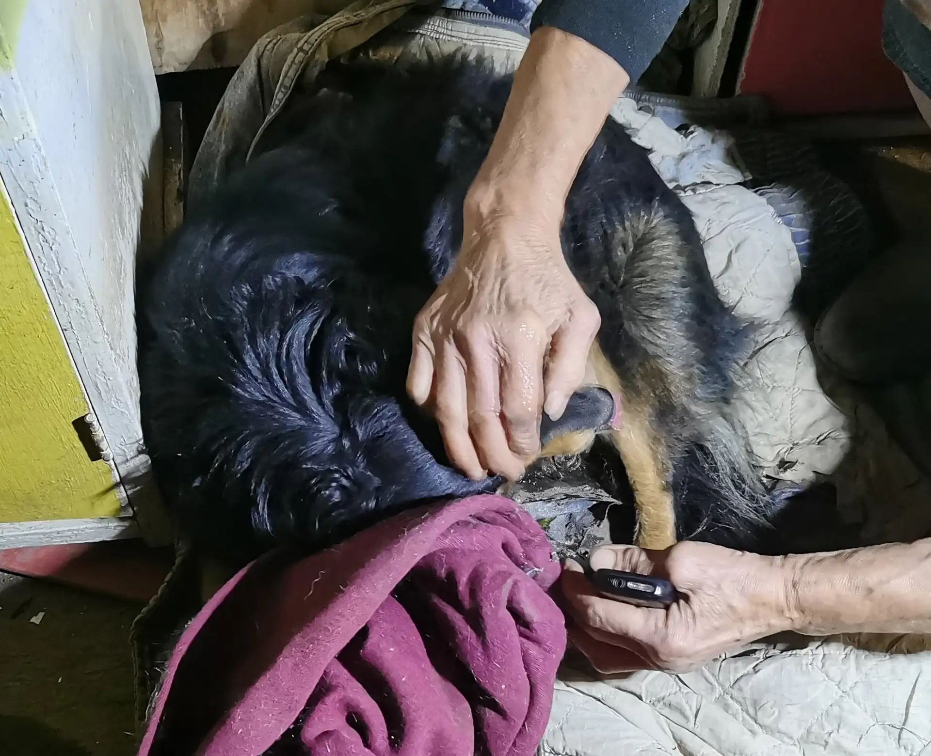 🙏 В Прикамье спасли собаку, у которой лапа застряла в цепи.