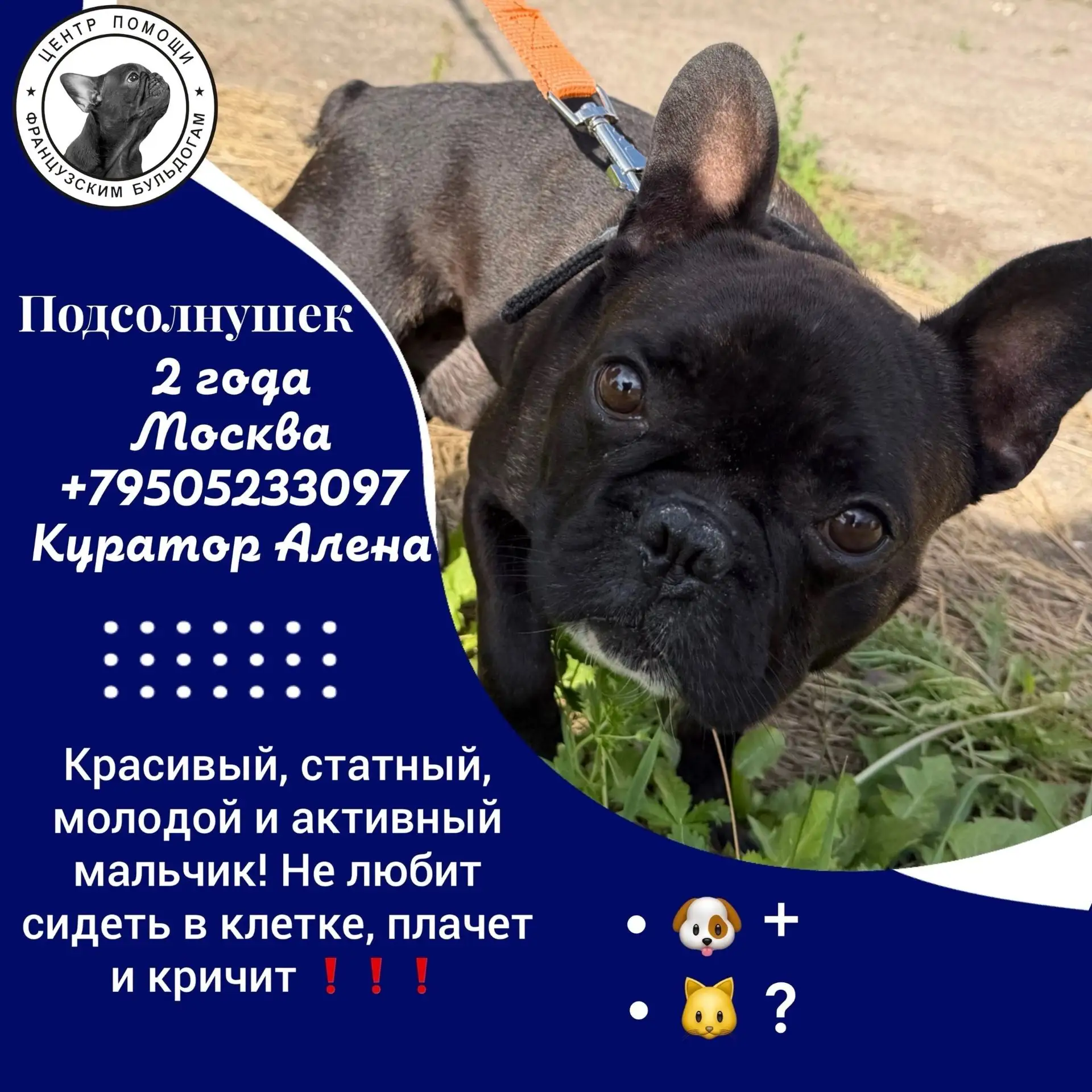 «Гав! Меня зовут #Подсолнушек@sosbulldog 🌻

Я ищу человека, который не боится улыбаться и много дви