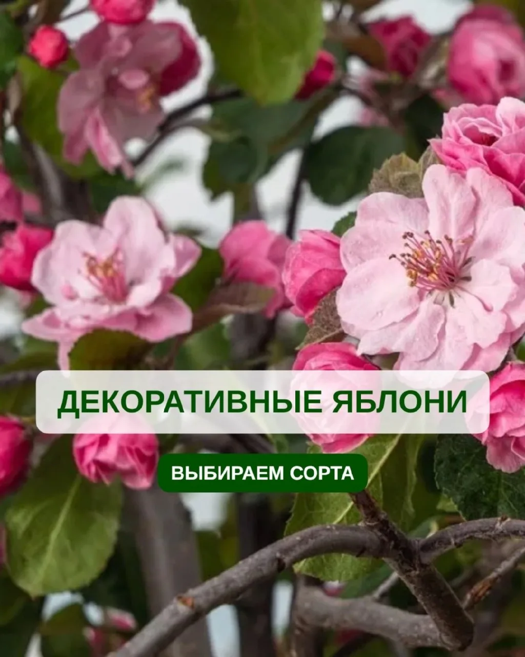 ✨ ЦВЕТЕНИЕ, КОТОРОЕ НЕ ЗАБУДЕТСЯ: ДВЕ ЗВЕЗДЫ ДЕКОРАТИВНЫХ ЯБЛОНЬ