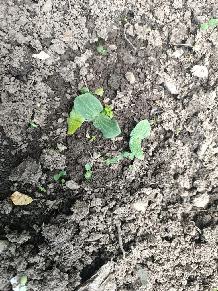 🌱🥇Большое наблюдение за семенами тыквы. Мы пришли на огород спустя неделю после прошлого визита и 