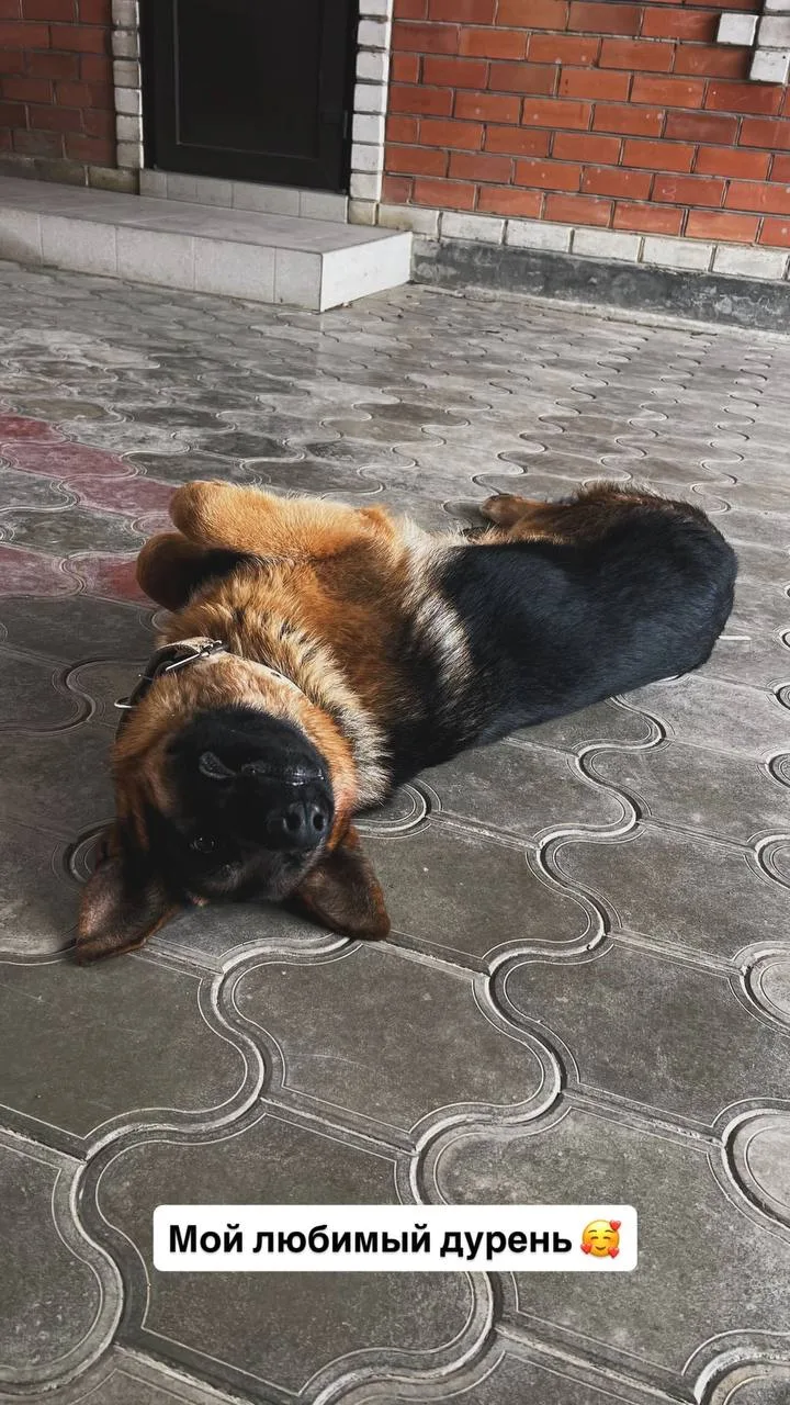 Вышла побесячить собаку 😂 Кстати, он у нас с котами дружит 🥰
