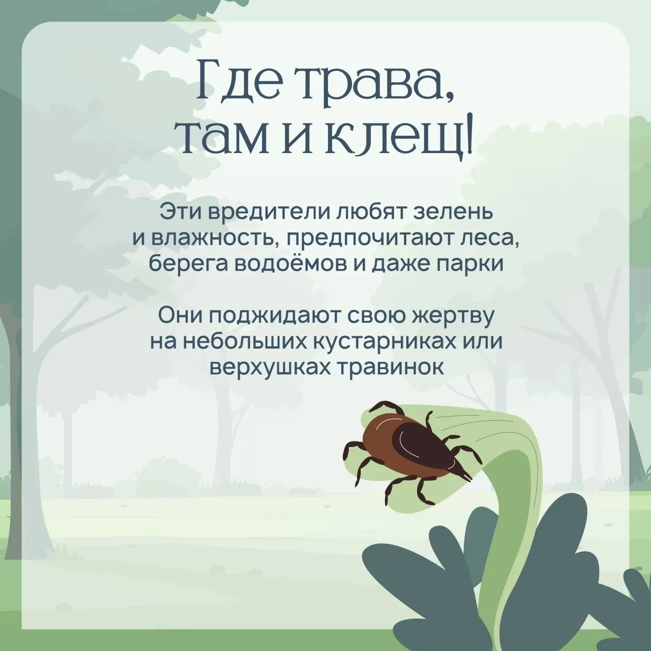 Осторожно, клещи! 🕷