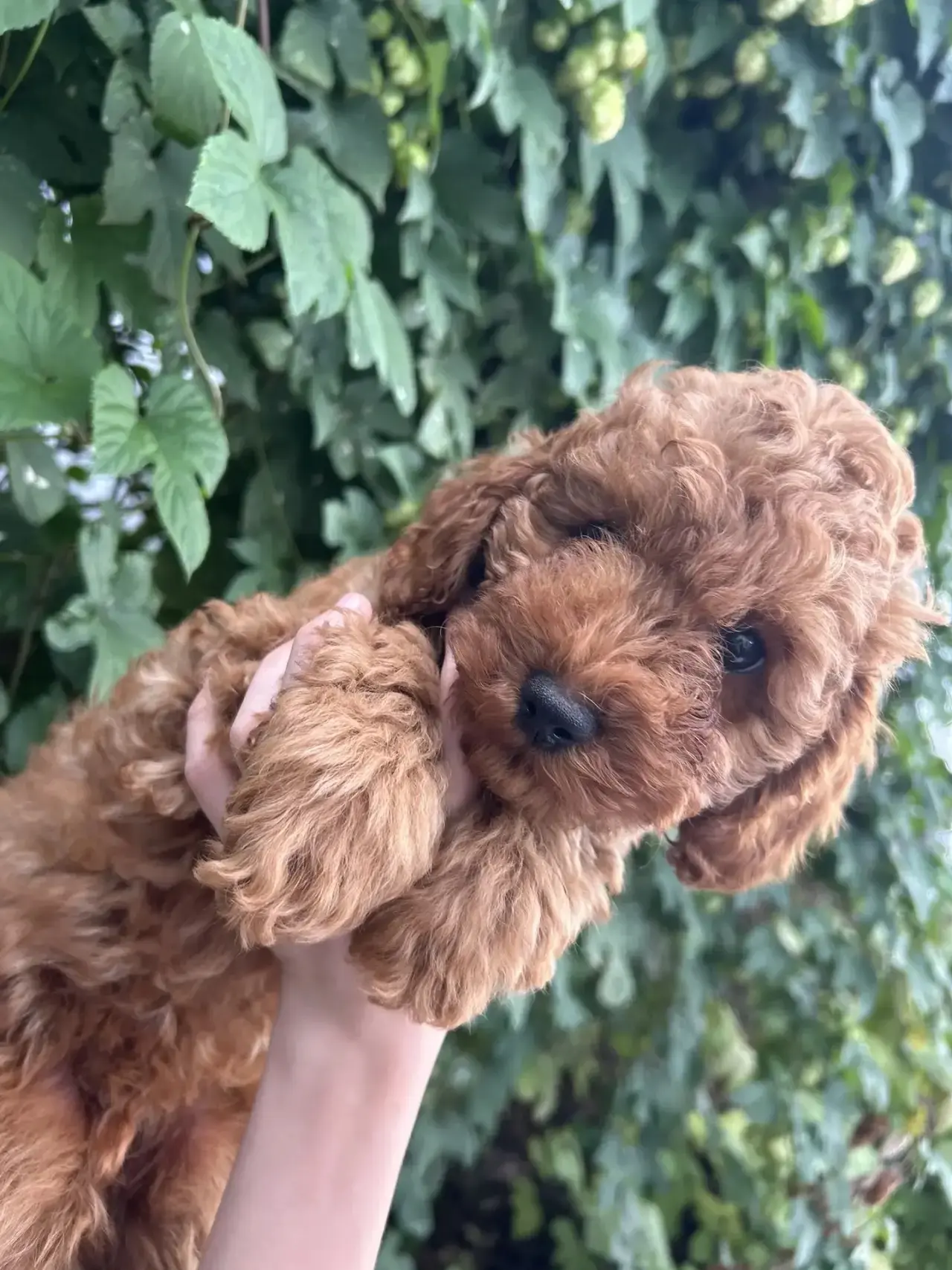 Готовы к продаже щенки той пудель 🐾