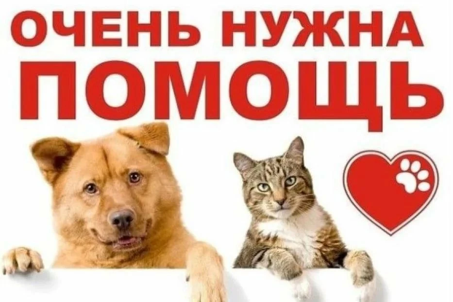 Наша школа помогает хвостатым друзьям обрести дом!