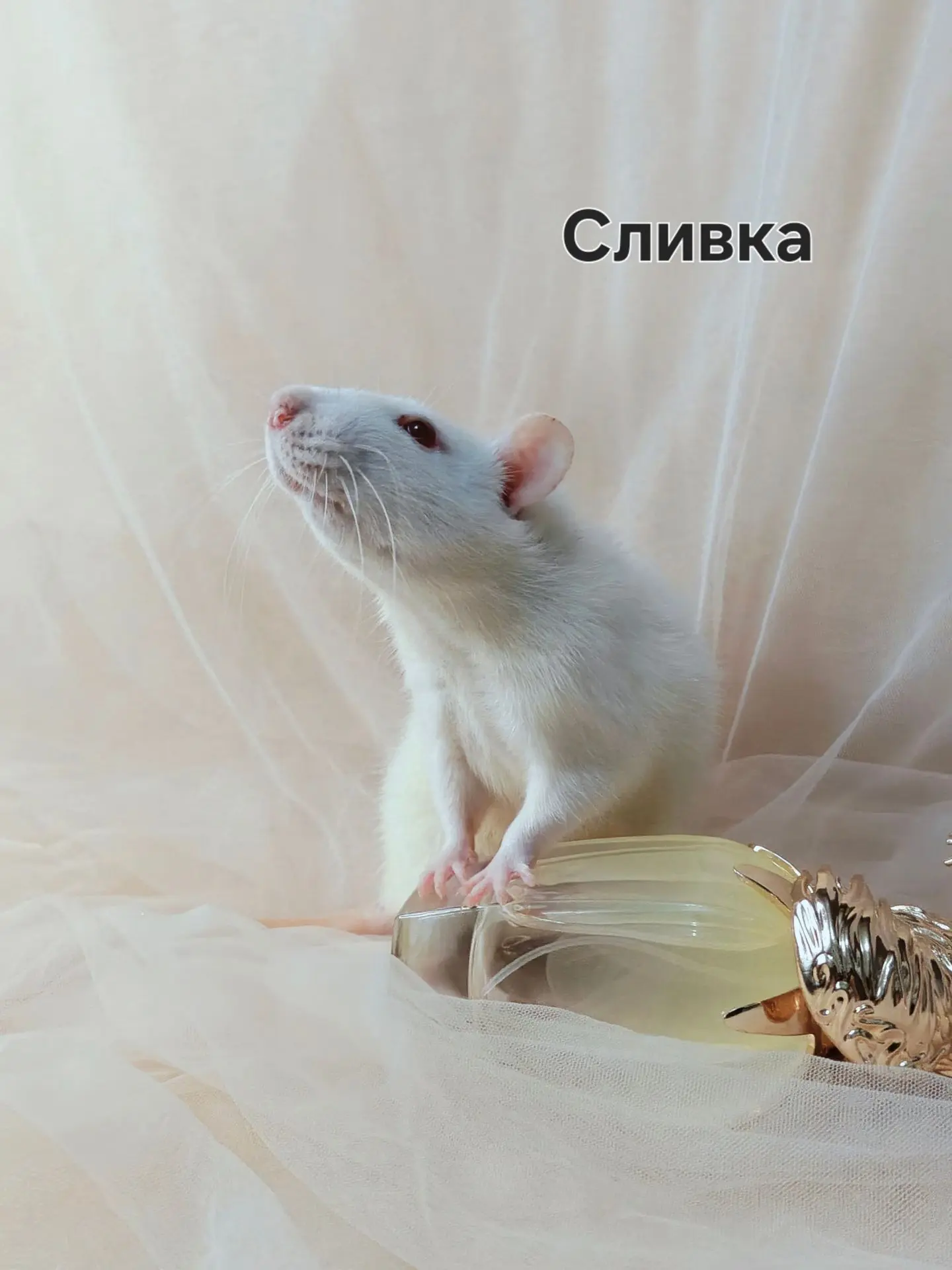 Друзья, рады познакомить вас с красавицами из Белого десанта.