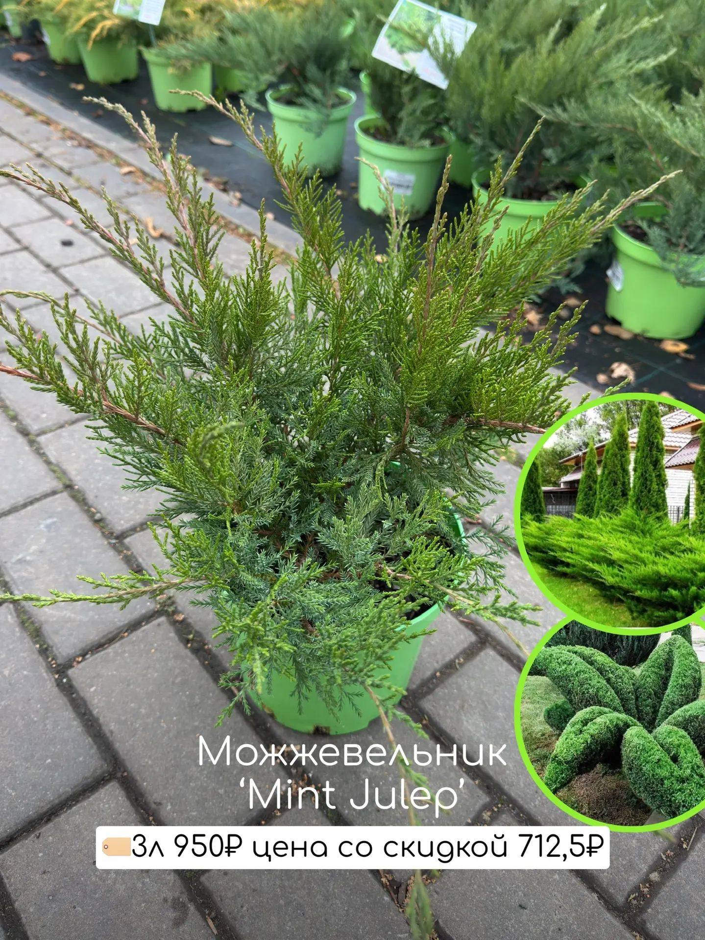 Самые популярные сорта  Со скидкой 25% много сортов! И интересные и новые и самые топовые!   Вот про