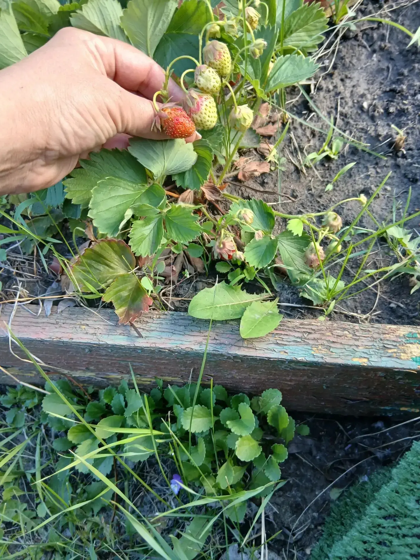 🌱 Наши грядки оживают!
 Ребята с большим  энтузиазмом весной  посадили целый витаминный набор — пом