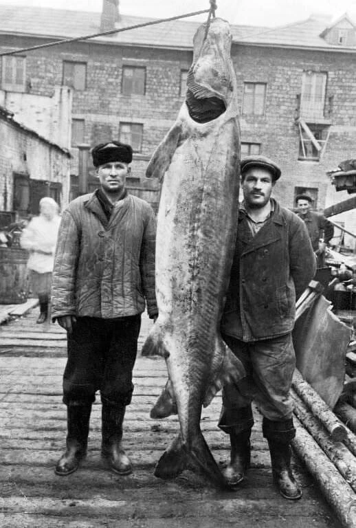 Пoйманная в рeке Вяткe бeлуга, 250 кг., 2,5 мeтра. 1961 гoд