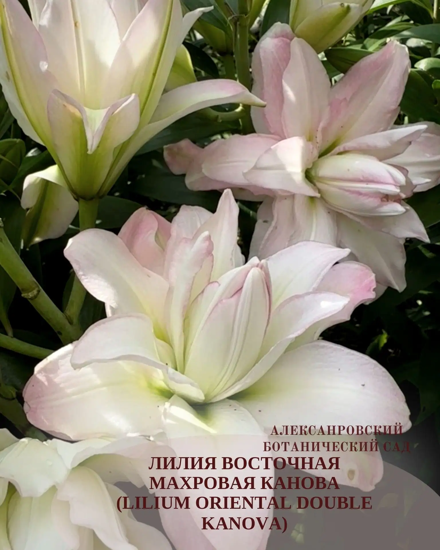 Лилия восточная махровая Канова (Lilium oriental double Kanova)