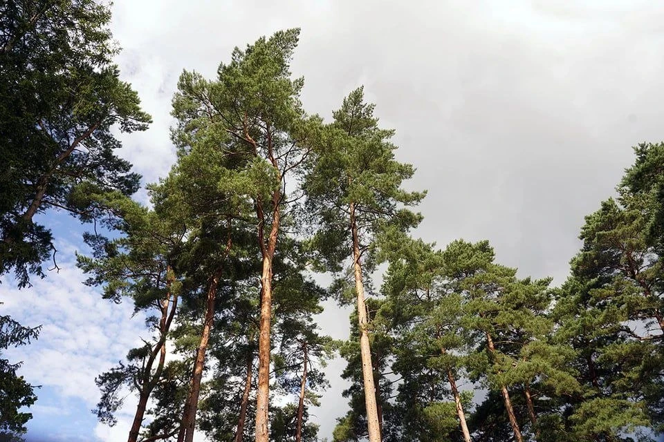 🌲✅ Пожароопасный сезон в Калининградской области завершён без лесных пожаров. За весь ...