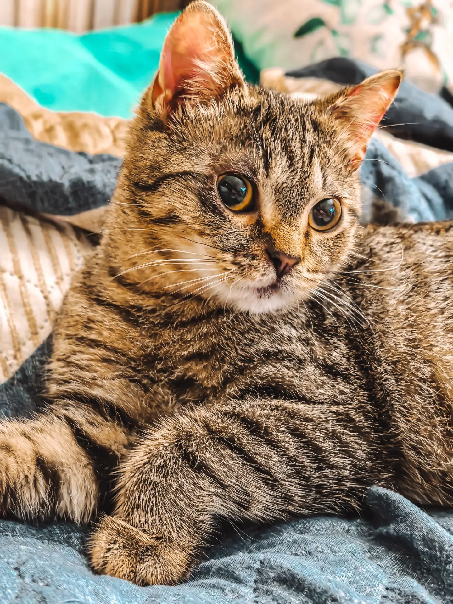 Нет, ну вы видели этого элегантного котика? 😍