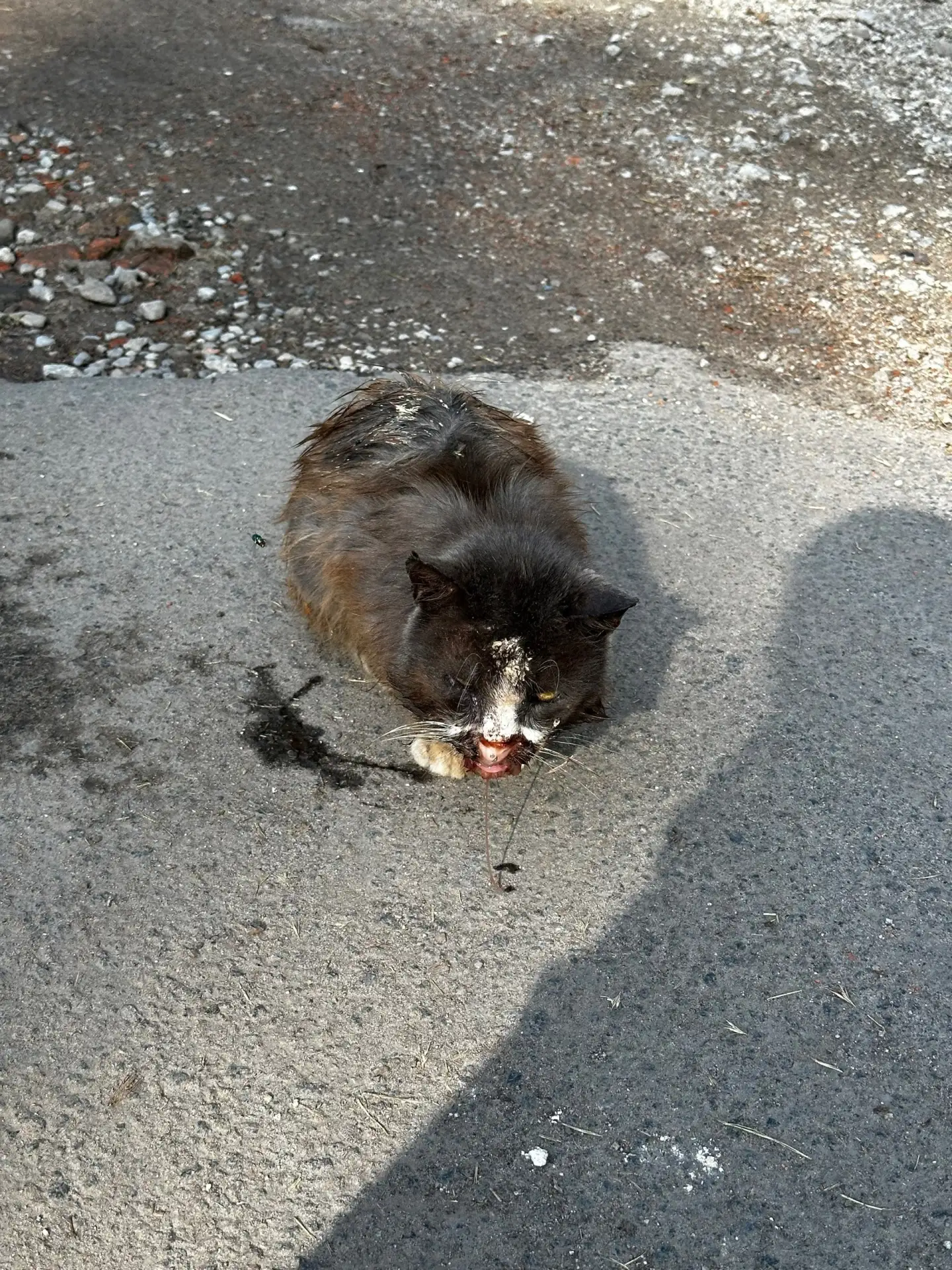 Несчастного кота, которого заметили на Стандартном городке в ужасном состоянии, вчера привезли в при