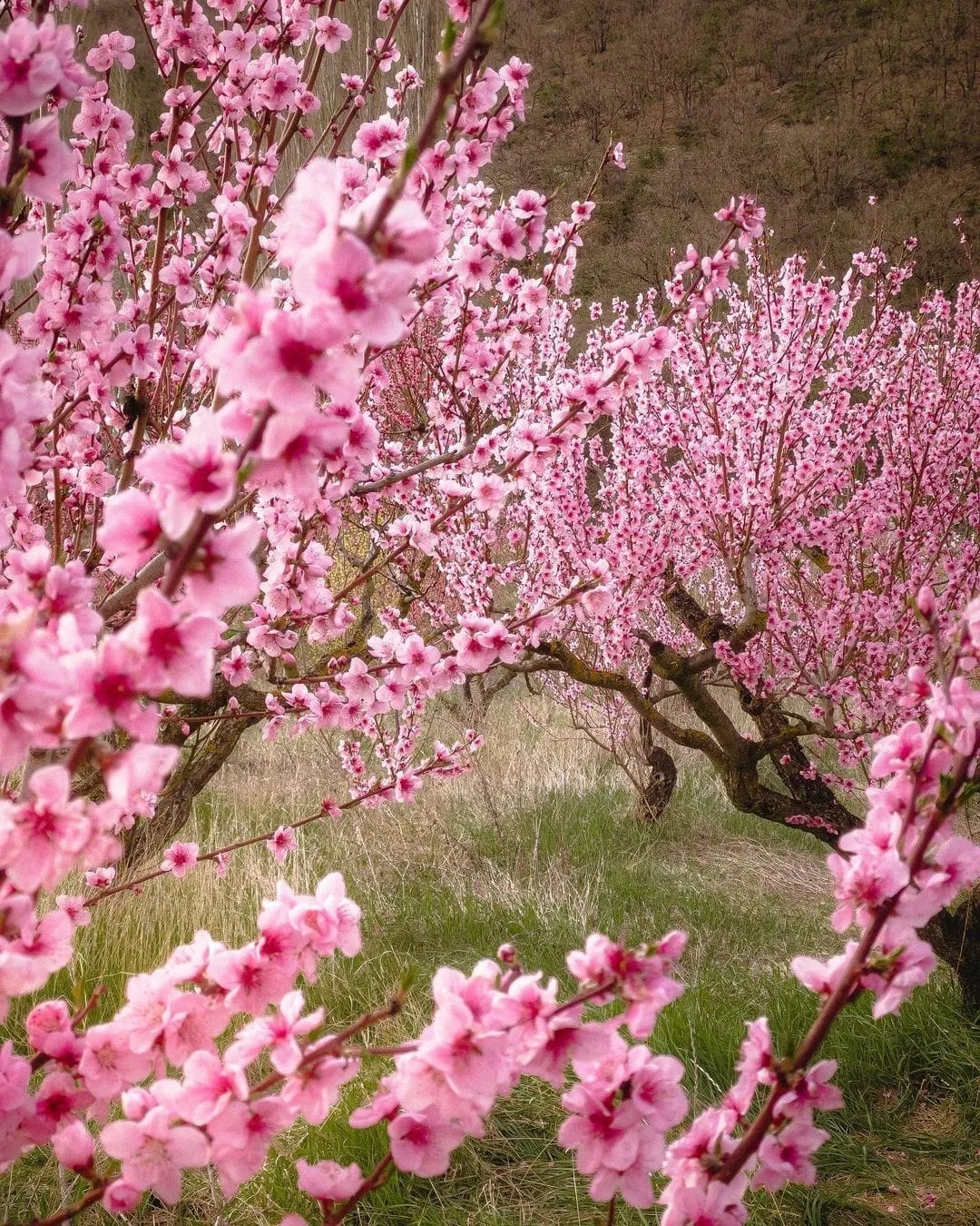🌸 Крым нарядился в розовый. Так цветут персиковые сады в Железнодорожном  Цветущие персиковые сады п