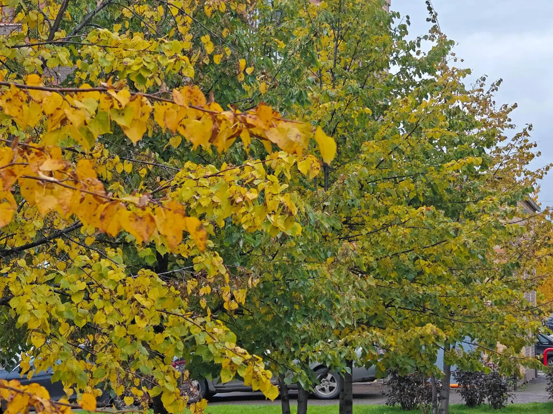 🍂 В Красноярске золотая осень