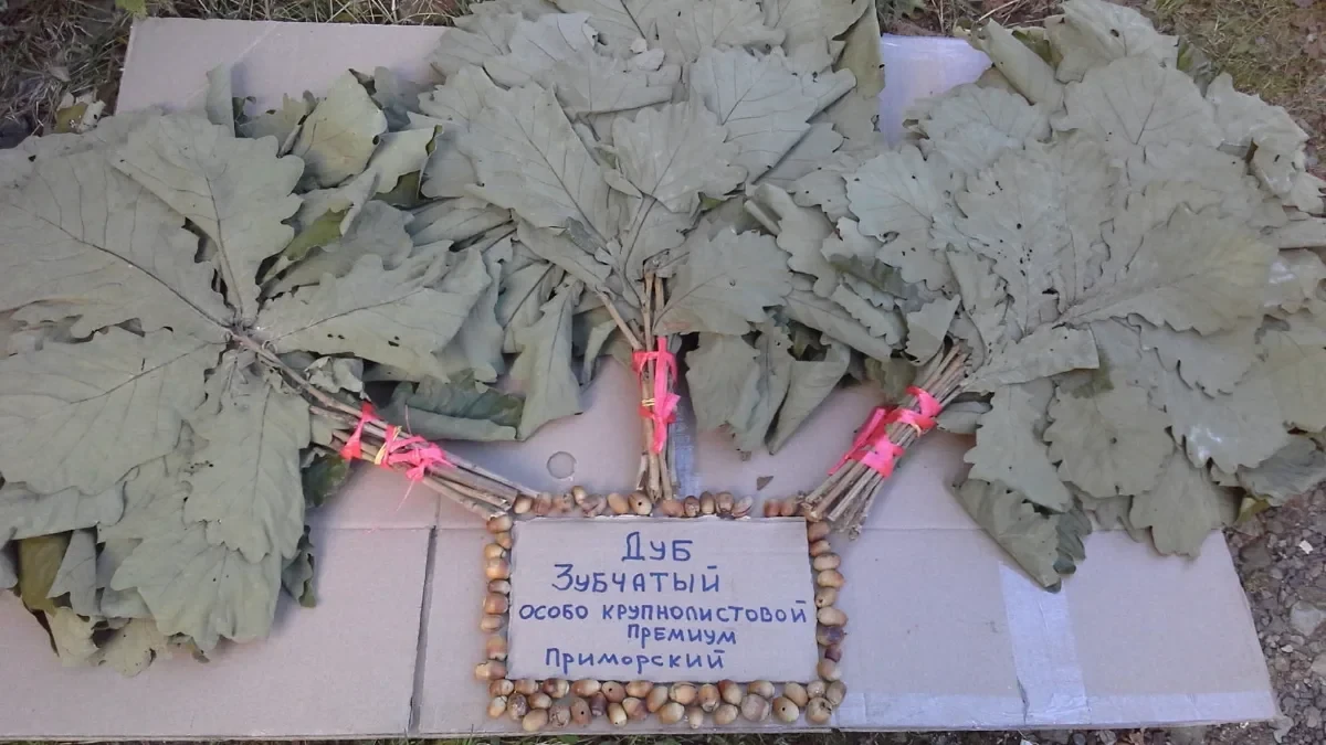 Для бани Приморскийй Зубчатый дуб