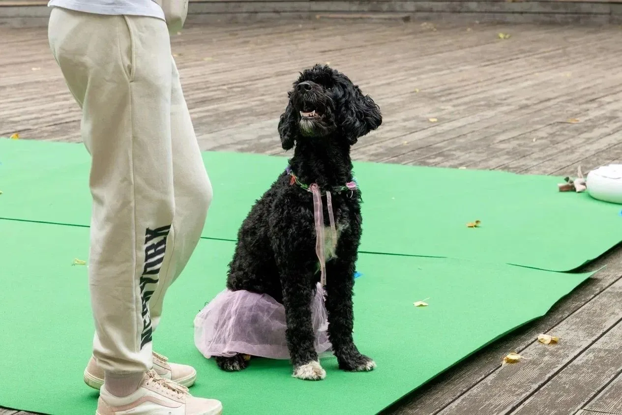 Хвосты виляли, сердца радовались 🐶
