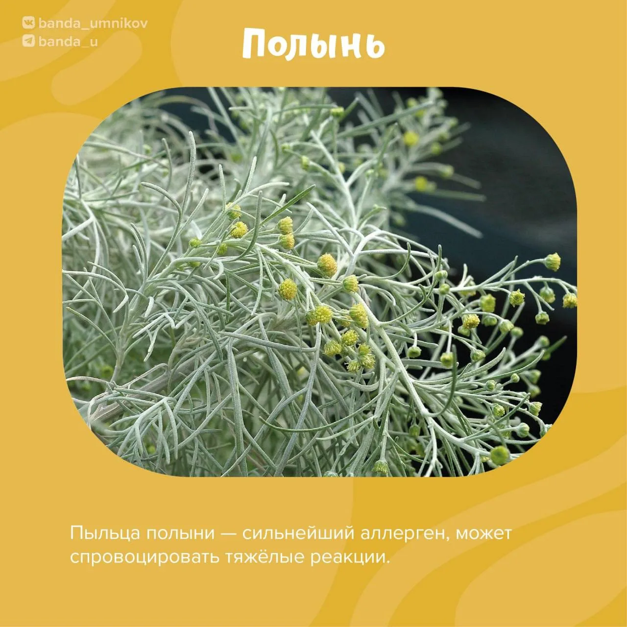 Опасные растения, с которыми мы  можем столкнуться.