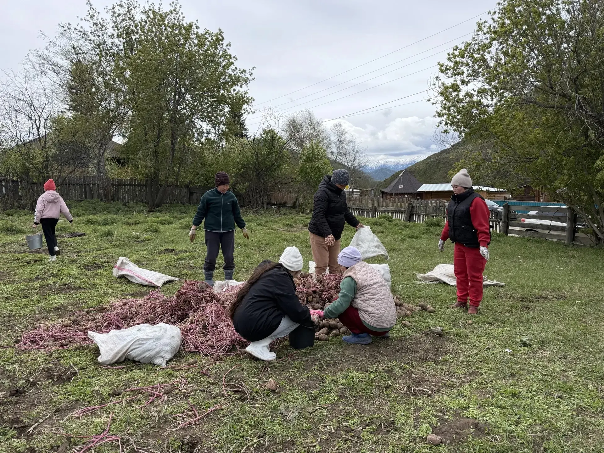💥Сегодня на школьном огороде кипела работа — ребята сажали картофель.