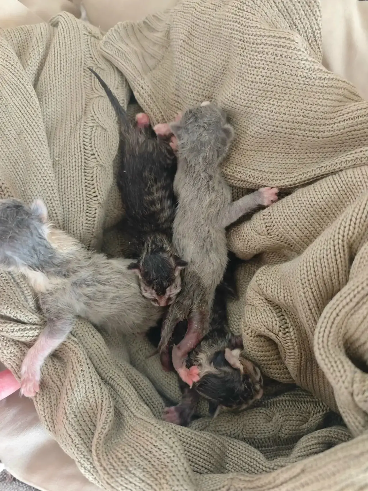СРОЧНО нужна кормящая кошка!!! Найдены 5 новорожденных котят в мусорке😭😭😭Как подраст...
