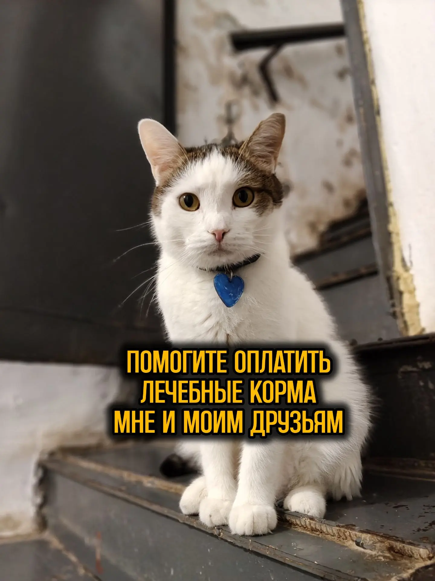Друзья! Нам нужна помощь в покупке лечебных кормов котикам!