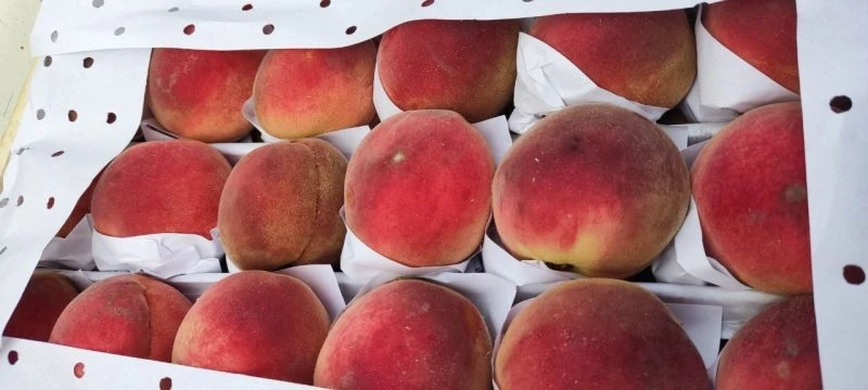🍑Россельхознадзор выявил восточную плодожорку в 20 тоннах персиков из Кыргызстана при ...