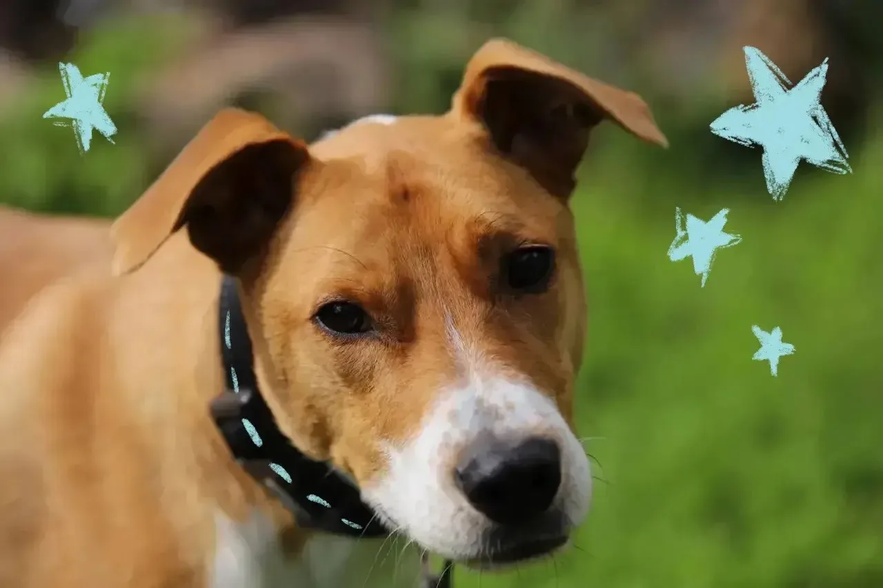 Привет от Гаврюши🐶
Помните нашего парня ДиСи? Который теперь Гаврюша — и это уже давно не новость, 