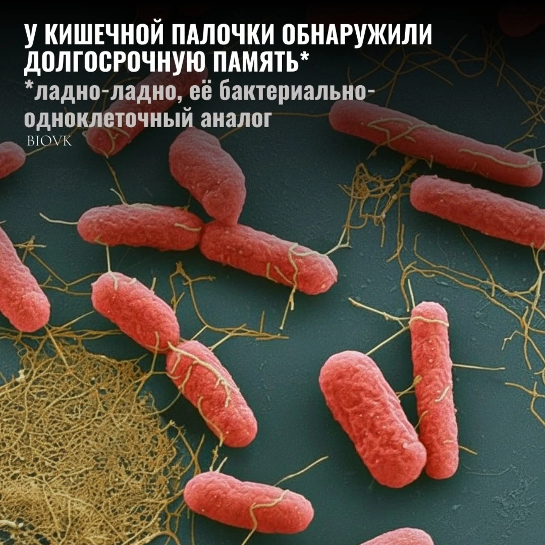 Группа из Университета Карнеги-Меллон и Технологического института Джорджии взяла штамм E. coli, зас
