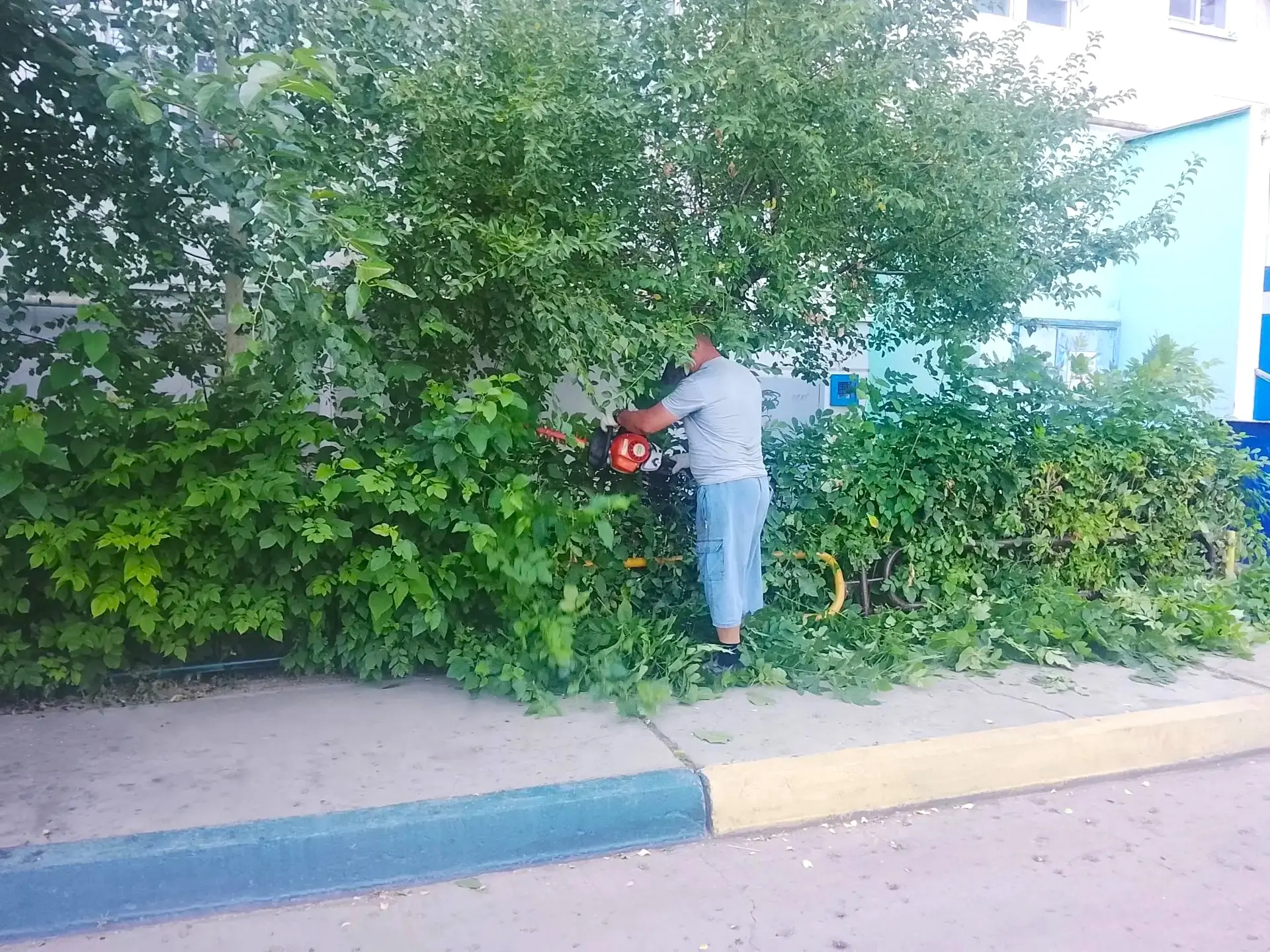 К новости «🌿 Зелёная стрижка для идеального порядка! ✂️»