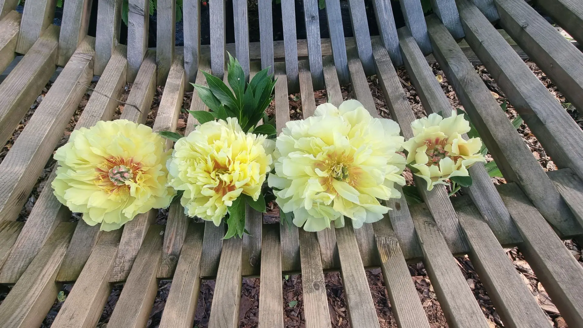 Жёлтые пионы, это отдельная любовь💛 4 разных сорта.