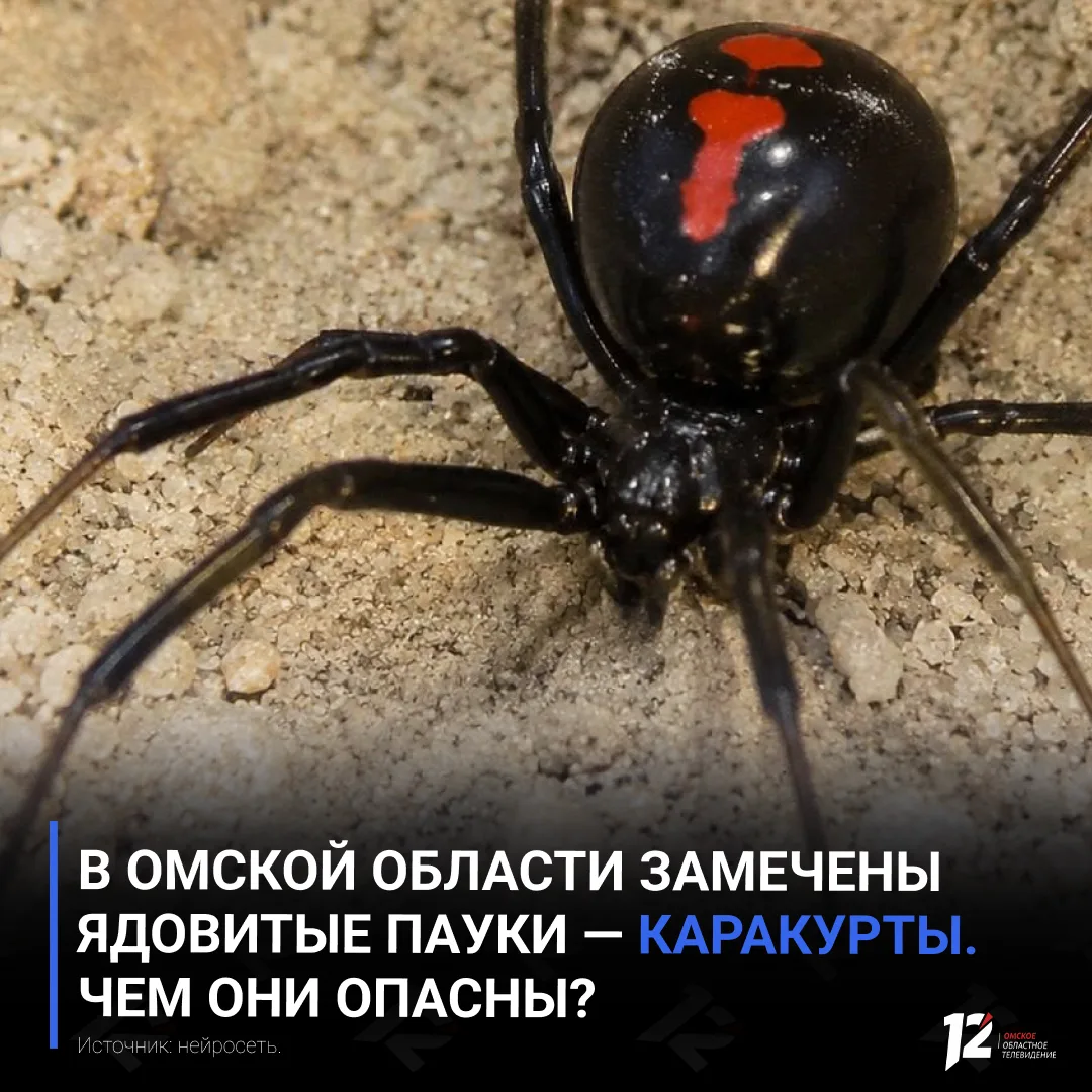 🕷 В Омской области замечены ядовитые пауки — каракурты. Чем они опасны?