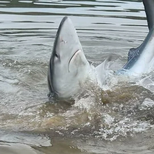 Двухметровую акулу поймали голыми руками у берега под Находкой. 😳🦈