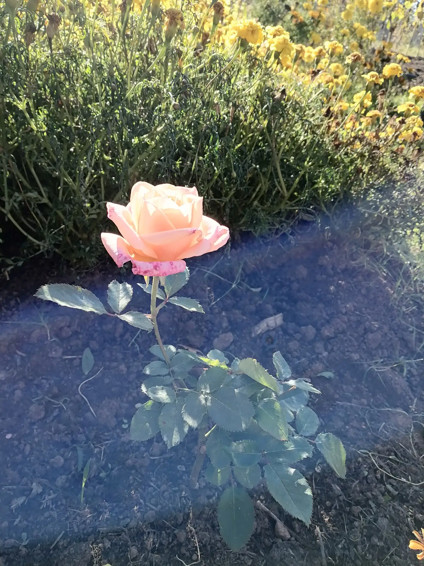 Добрый день! Помогите определить сорт розочки🙏Заказала на ВБ сорт Черный принц, случил...