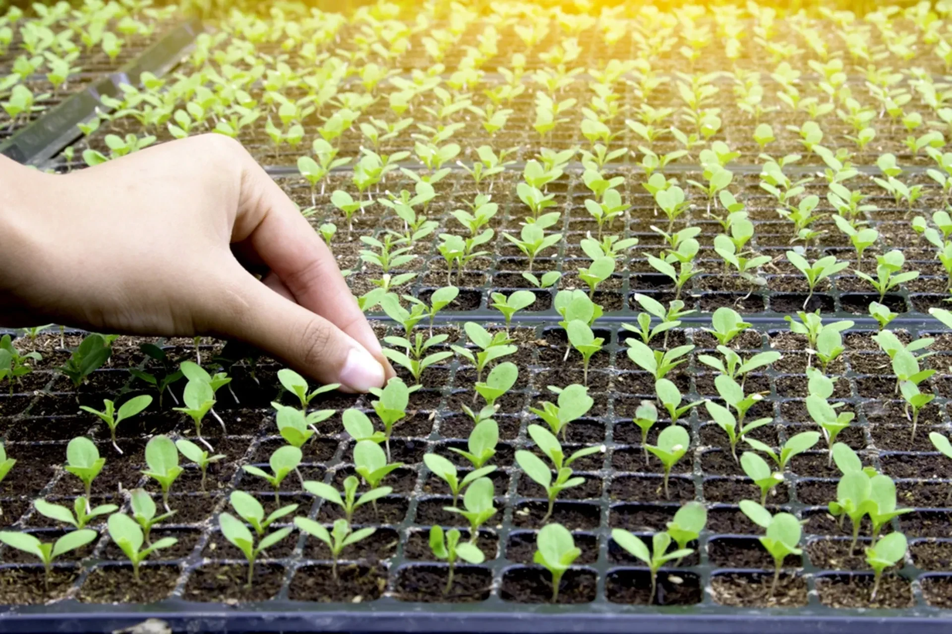 🌱 Своя рассада или готовая: что выбрать?