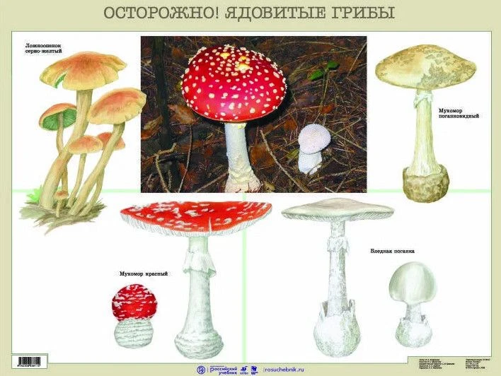 «Осторожно: ядовитые грибы!». 
 
Уважаемые родители!  Лес — это не только красивый досуг, но и серье