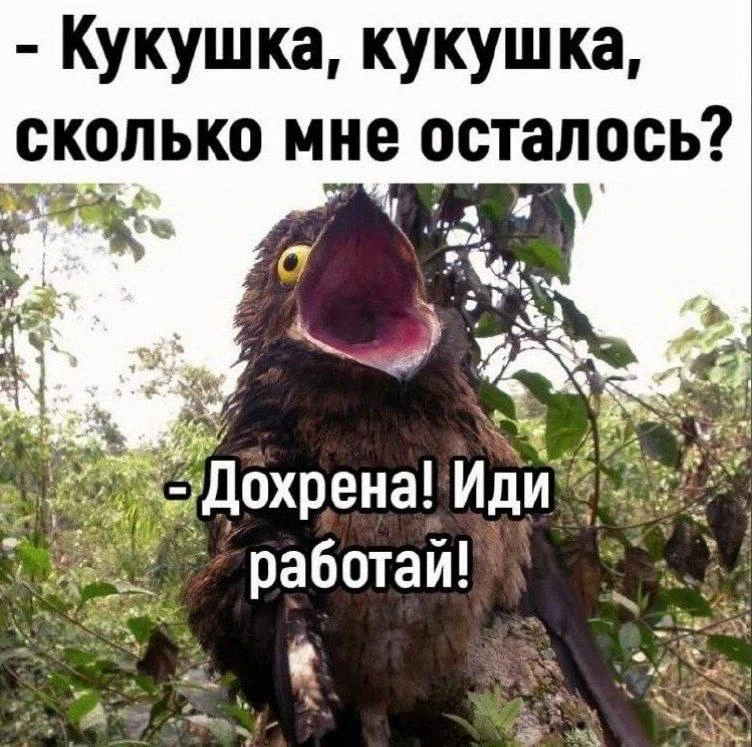 🦊 Весёлые Картинки  !