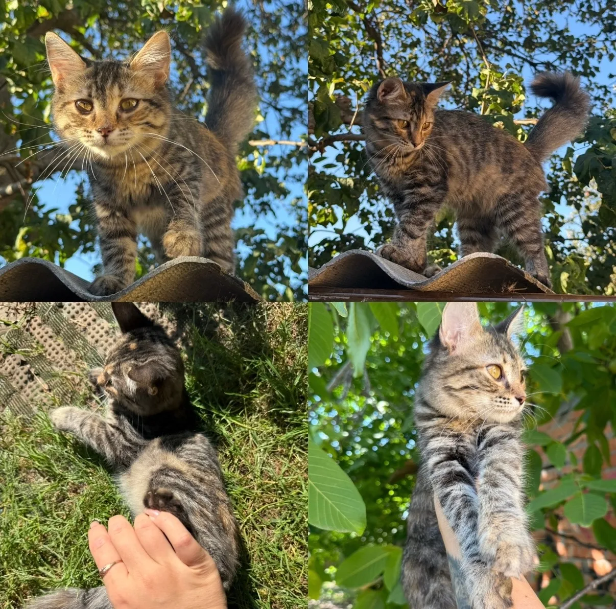 Котёнок в добрые руки бесплатно