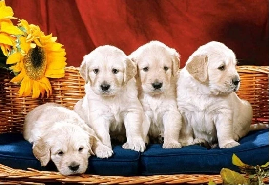 СТОЛБНЯК У СОБАК