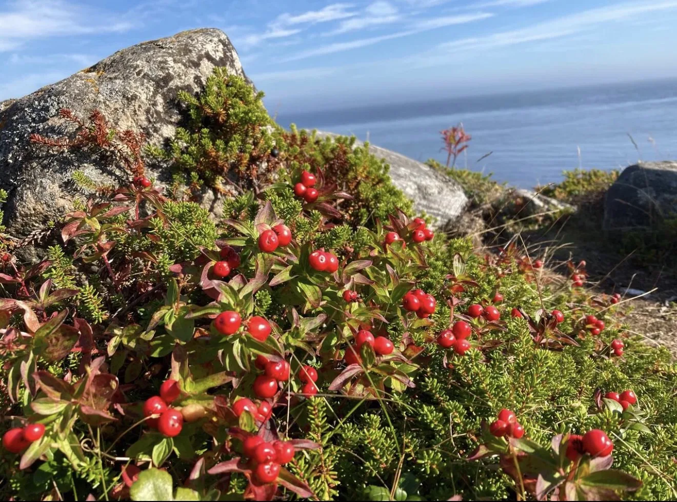 То ли брусника, то ли нет 🍒
