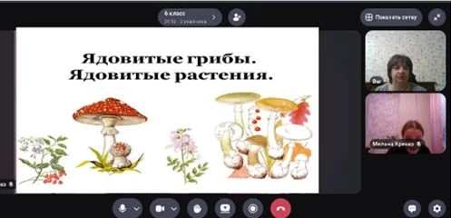 Минутка безопасности "Осторожно!Ядовитые грибы и растения". Классные руководители напом...