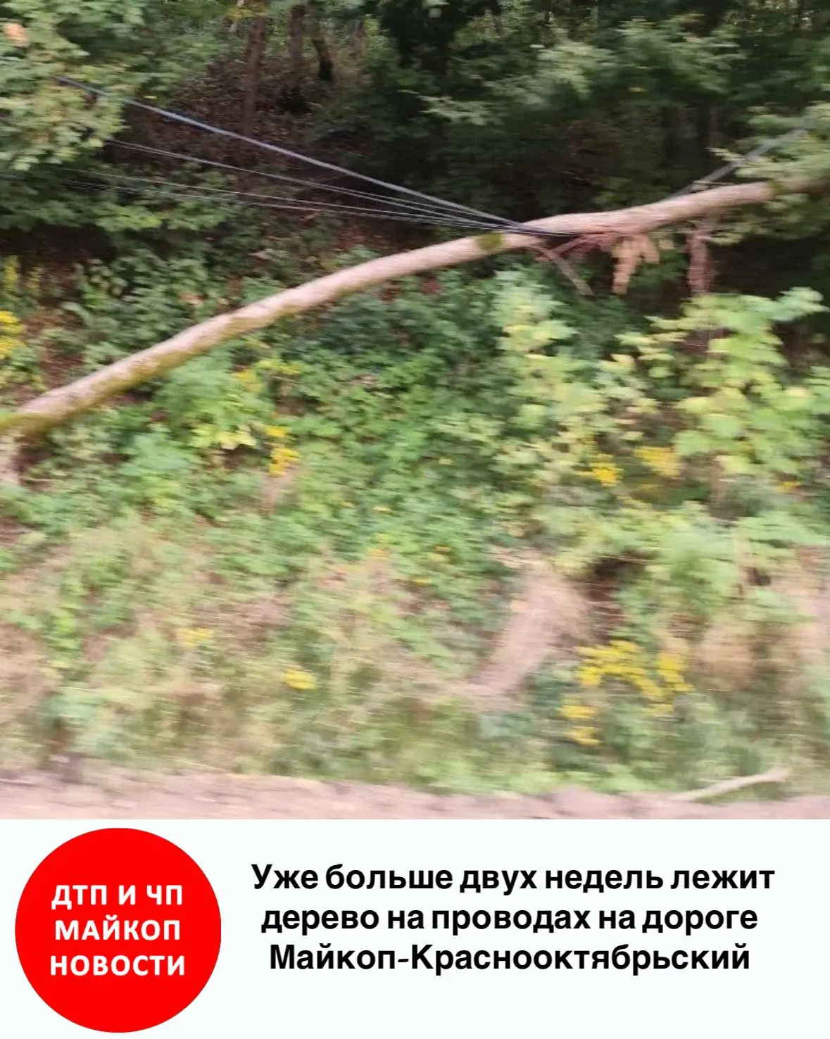 Горожане сообщают, что уже больше двух недель лежит дерево на проводах на дороге Майкоп...