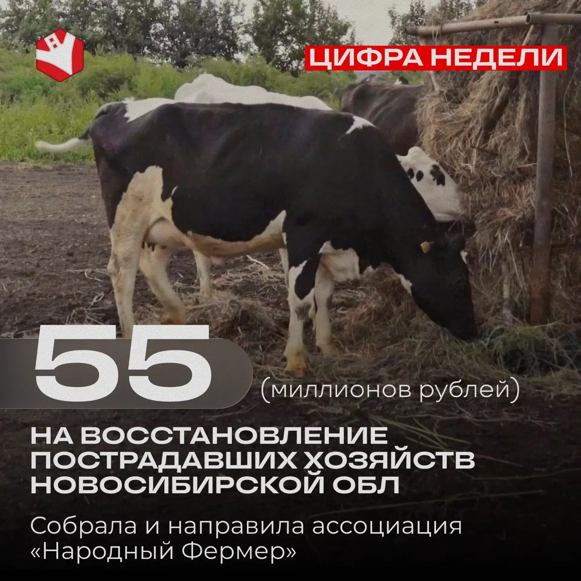 Корова – это жизнь!