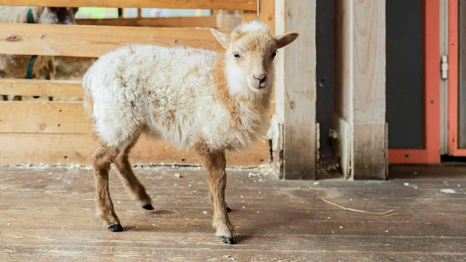 🐑 Какое имя подойдет овечке с «Городской фермы»?

Кроха родилась 20 июля и удивила всех своими скро